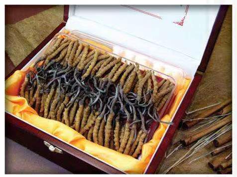 安庆冬虫夏草回收